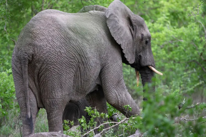 قطيع من الفيلة يدمر 10 هكتارات من المحاصيل الزراعية شمال الموزمبيق