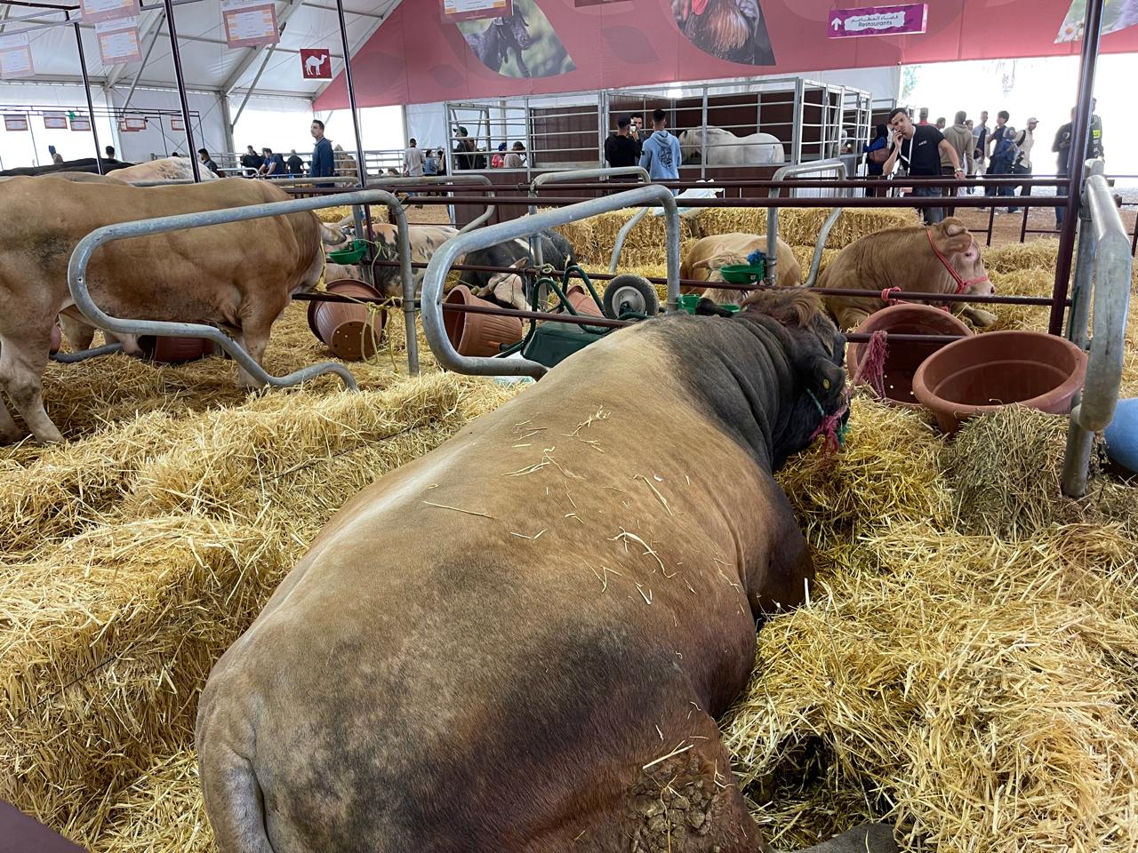 معرض مكناس:  الكسابة : وفرة الحولي وانخفاض الأسعار  و معطيات حول خصوصية سلالة البيبي البلجيكي